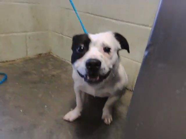 PINTO 1 - Staffordshire Bull Terrier available for adoption