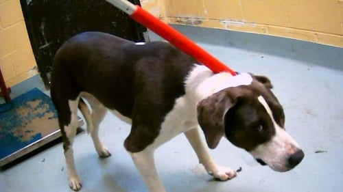 TEBUS - Border Collie / Pit Bull Terrier available for adoption