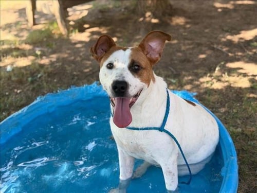 BLITZ - Pit Bull Terrier available for adoption