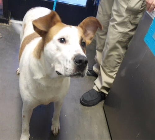 BLITZ - Pit Bull Terrier available for adoption