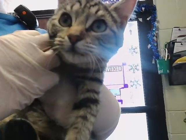 TUNA - Domestic Short Hair available for adoption