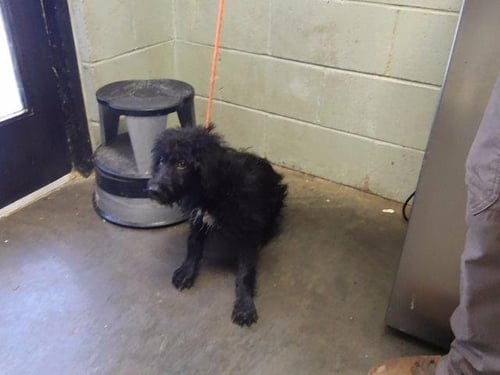 FIZZY - Poodle (Standard) available for adoption