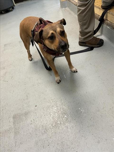 MAGGIE - Pit Bull Terrier available for adoption