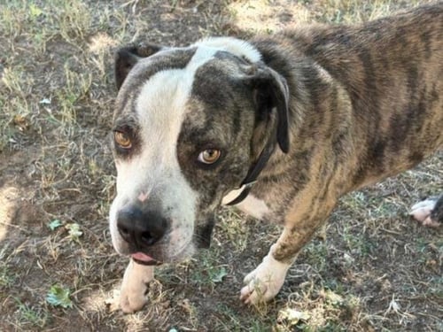KING COBRA - Pit Bull Terrier available for adoption
