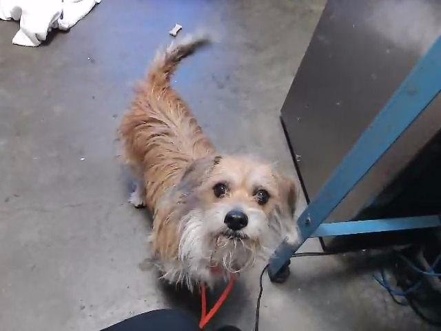 ROCKY - Scottish Terrier Scottie available for adoption