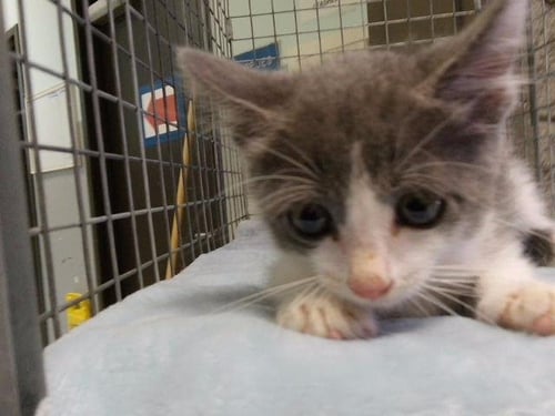 ABU - Domestic Short Hair available for adoption
