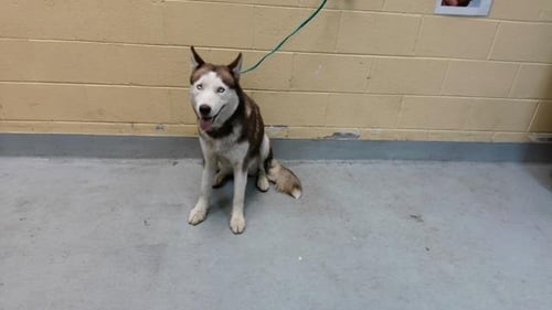BEA - Siberian Husky available for adoption