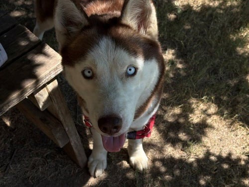 BEA - Siberian Husky available for adoption