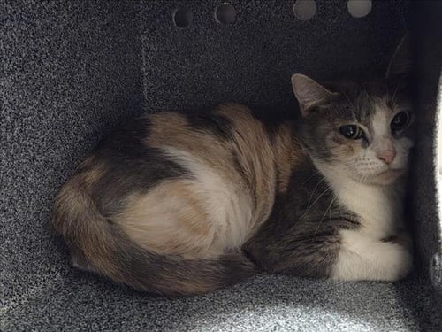 BETTY - Domestic Short Hair available for adoption