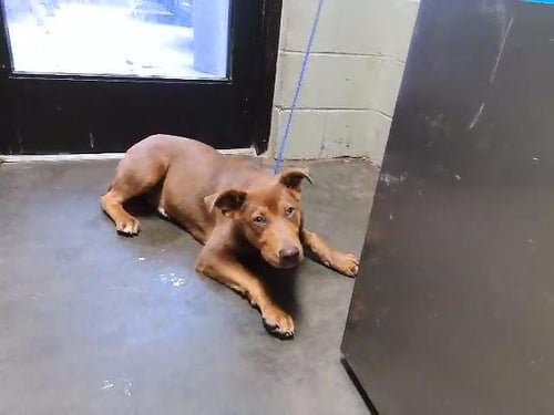 PALMER - Doberman Pinscher / German Shepherd Dog available for adoption