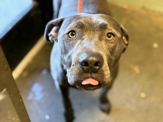 SMOKEY BEAR - Pit Bull Terrier available for adoption