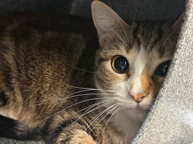 DAPHNY - Domestic Short Hair available for adoption