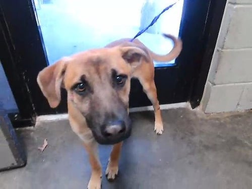 TAHOE - German Shepherd Dog available for adoption