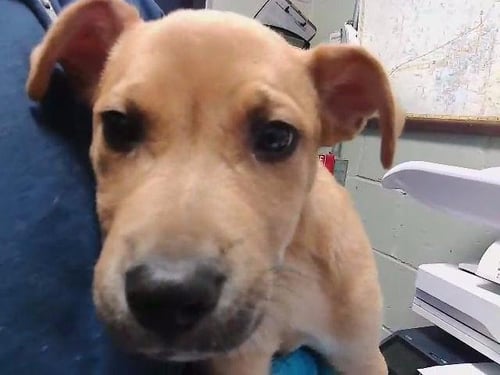 SPROUT - Pit Bull Terrier available for adoption