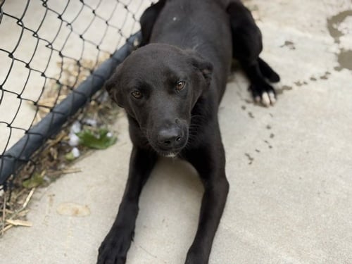 CHALLENGER - German Shepherd Dog available for adoption