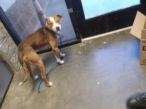 BOOGER - Pit Bull Terrier available for adoption