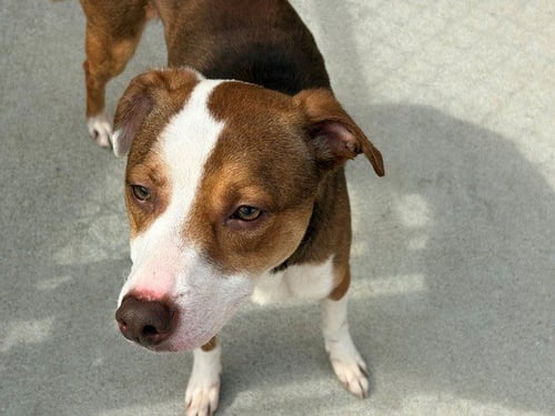 BOOGER - Pit Bull Terrier available for adoption