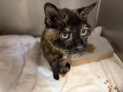 HILLY - Domestic Medium Hair available for adoption