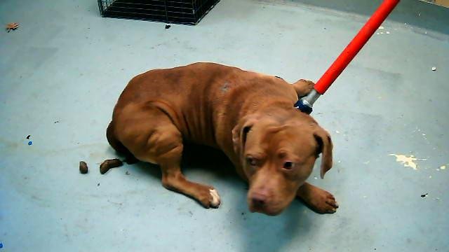 CINNAMON - Pit Bull Terrier available for adoption