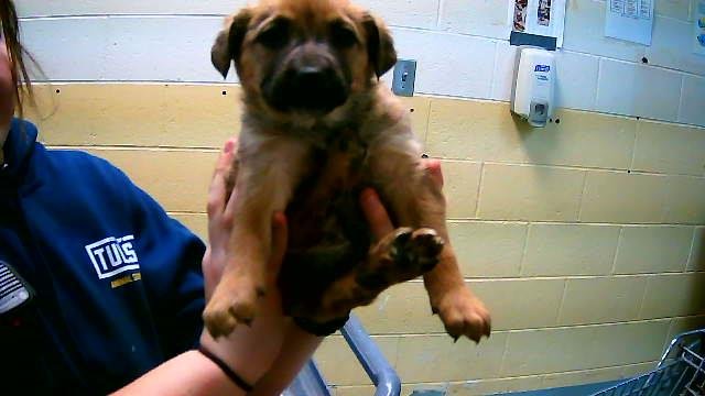 SWISS - German Shepherd Dog available for adoption