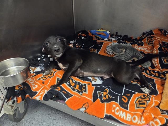 SHERMAN - Labrador Retriever available for adoption