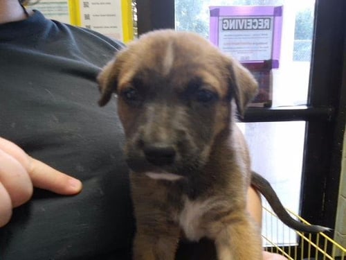 HEPHAESTUS - Pit Bull Terrier available for adoption