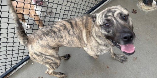 RYLOH - Mastiff available for adoption