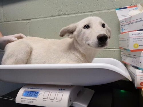 RHIANNA - Husky available for adoption