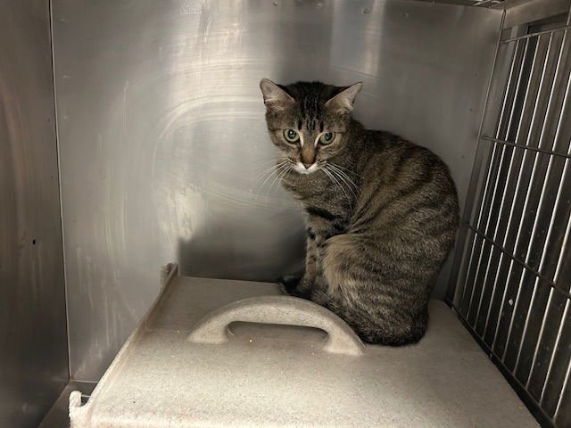 ROBIN - Domestic Short Hair available for adoption