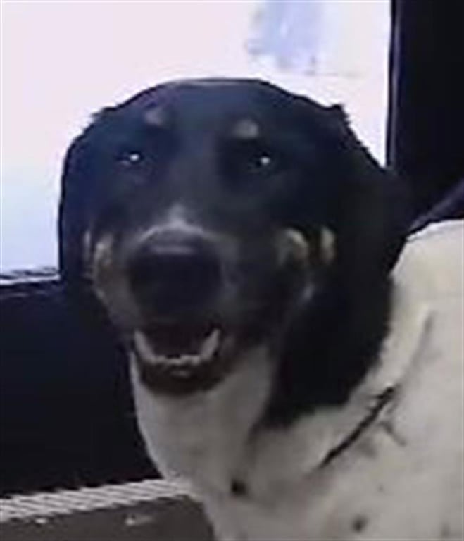 MILO Image