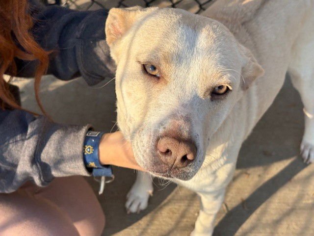 LILY - Labrador Retriever available for adoption