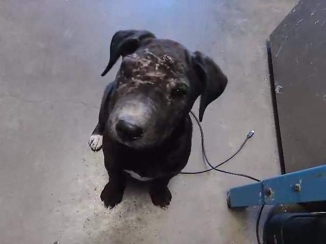 AURORA - Pit Bull Terrier available for adoption