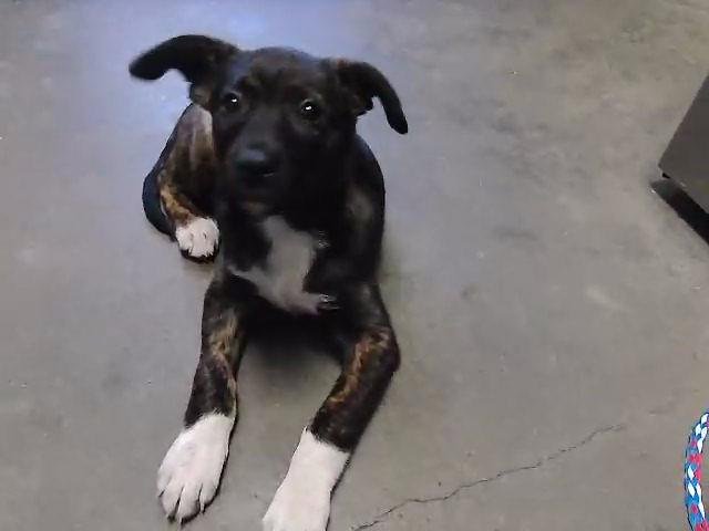 RUBY - Hound available for adoption