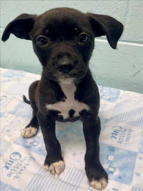 JEZABLE - Rat Terrier / Pit Bull Terrier available for adoption