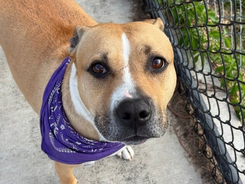 TROUBLE - Pit Bull Terrier available for adoption