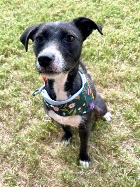 SASHA - Rat Terrier available for adoption