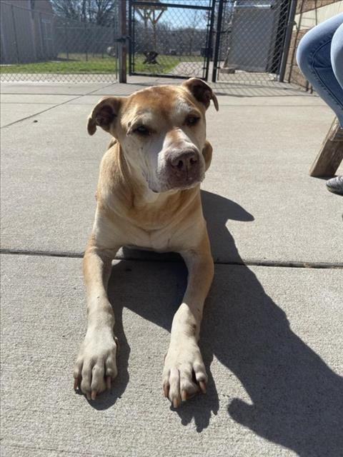 BOSWELL - Labrador Retriever available for adoption