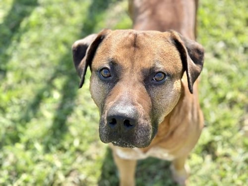 BANKSY - Pit Bull Terrier available for adoption