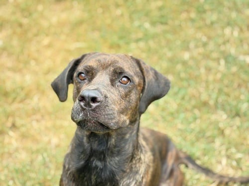 CARMILLA - Fila Brasileiro available for adoption