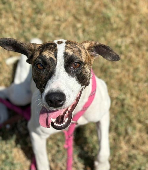 BARB - Pit Bull Terrier available for adoption