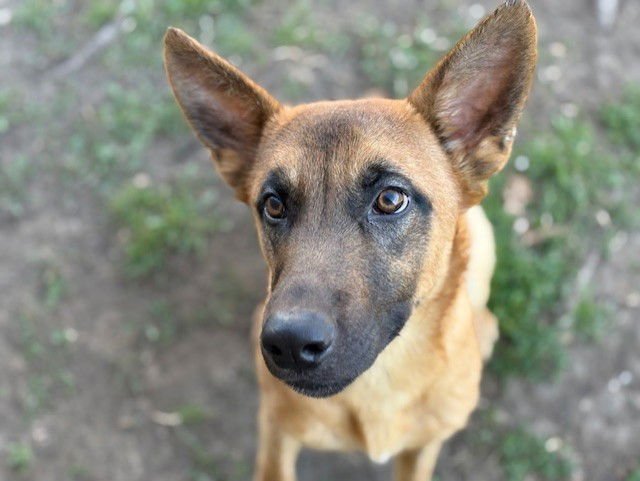 TANNER - Belgian Shepherd Malinois available for adoption