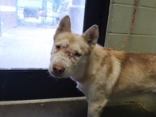 BIRMINGHAM - Siberian Husky available for adoption