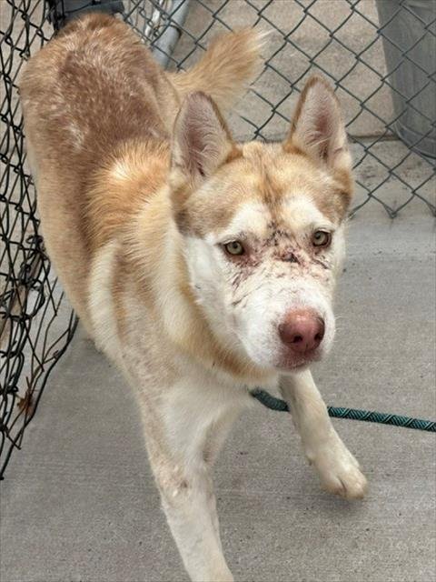 BIRMINGHAM - Siberian Husky available for adoption