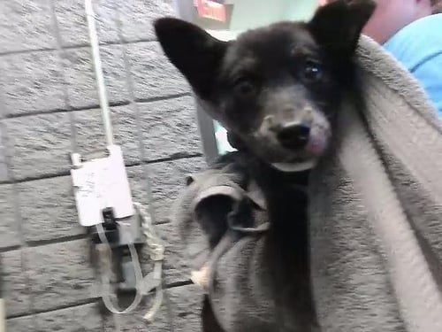 LALA - German Shepherd Dog available for adoption