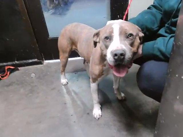 NIKO - Pit Bull Terrier available for adoption