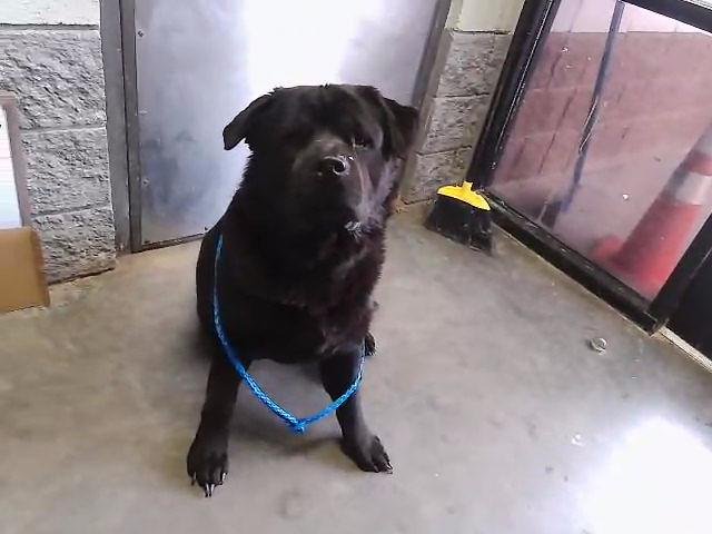 BEAR - Chow Chow / Rottweiler available for adoption