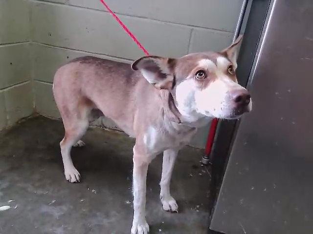 RASPBERRY - Siberian Husky available for adoption