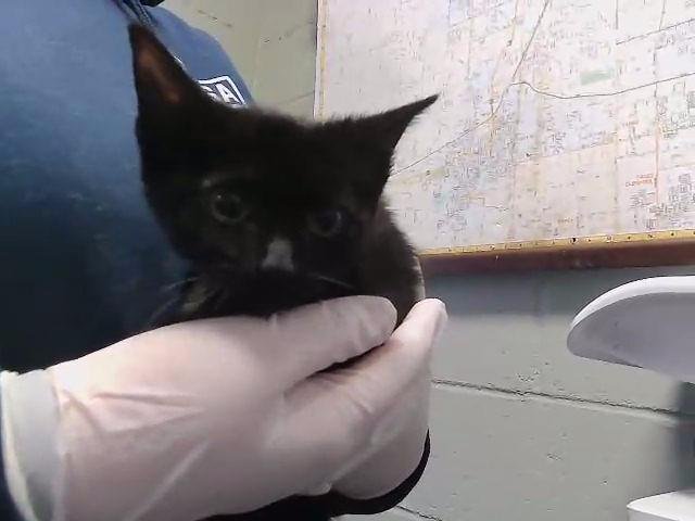 BESSA SMITH - Domestic Short Hair available for adoption