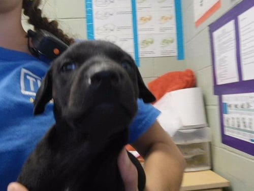 TARRY - Pit Bull Terrier available for adoption