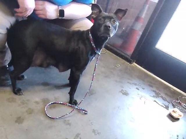 CORALINE - Pit Bull Terrier available for adoption